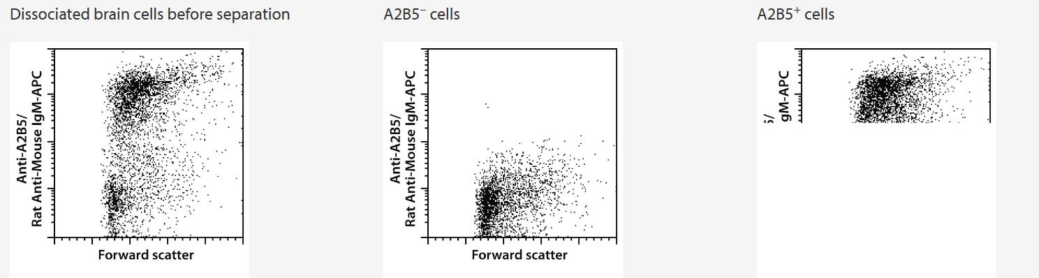 Isolation of A2B5+ cells from day 1 postnatal mouse whole brain tissue using the Neural Tissue Dissociation Kit (P), Anti-A2B5 MicroBeads, a MiniMACS Separator, and an MS Column.